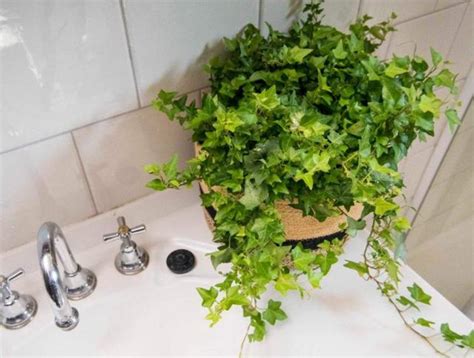 浴室適合放什麼植物 青龍窟